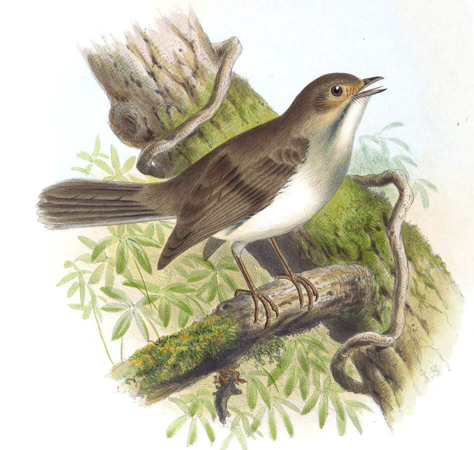 Cuban Solitaire