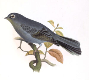 Slate-colored Solitaire