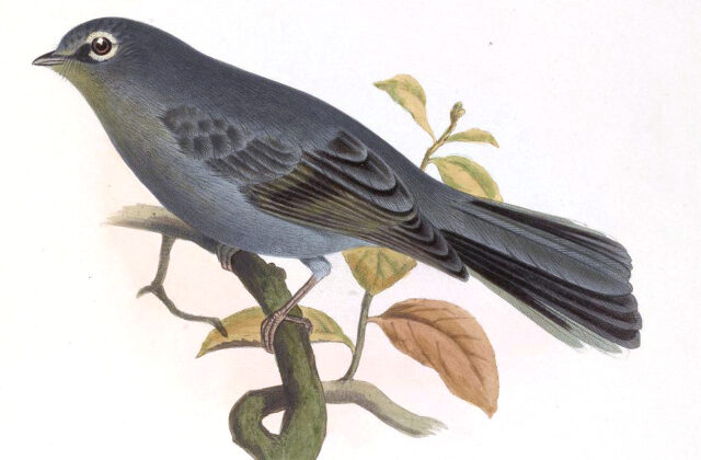 Slate-colored Solitaire