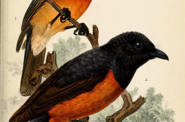Chestnut-bellied Monarch