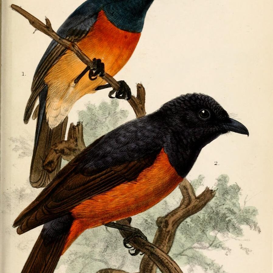 Chestnut-bellied Monarch