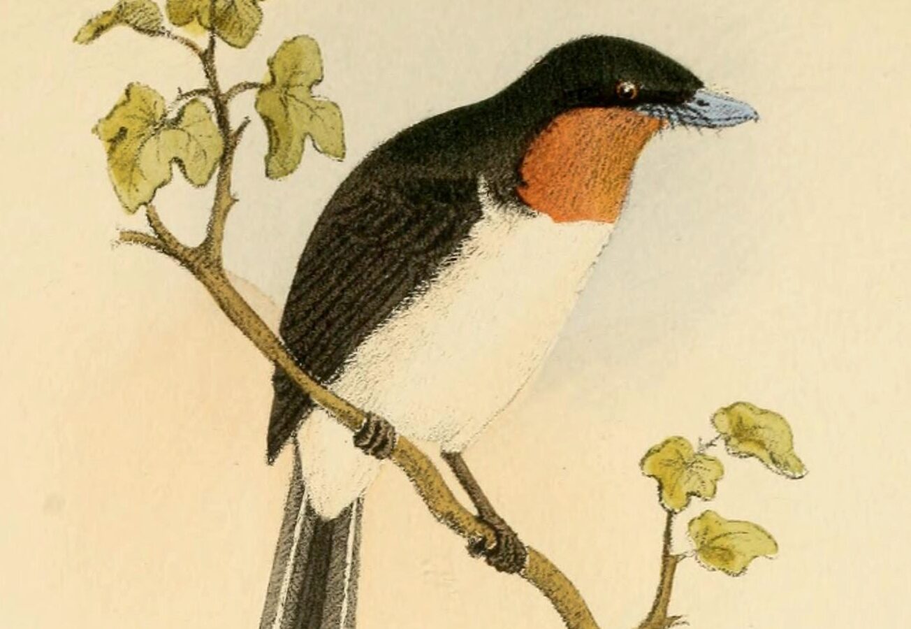 Samoan Flycatcher