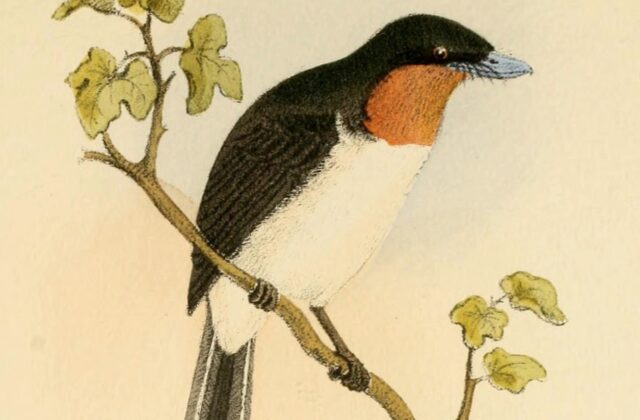 Samoan Flycatcher