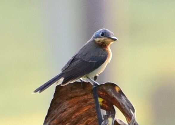 Melanesian Flycatcher