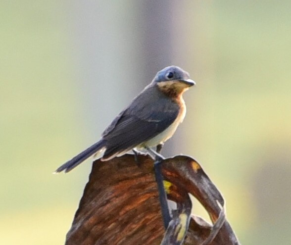 Melanesian Flycatcher