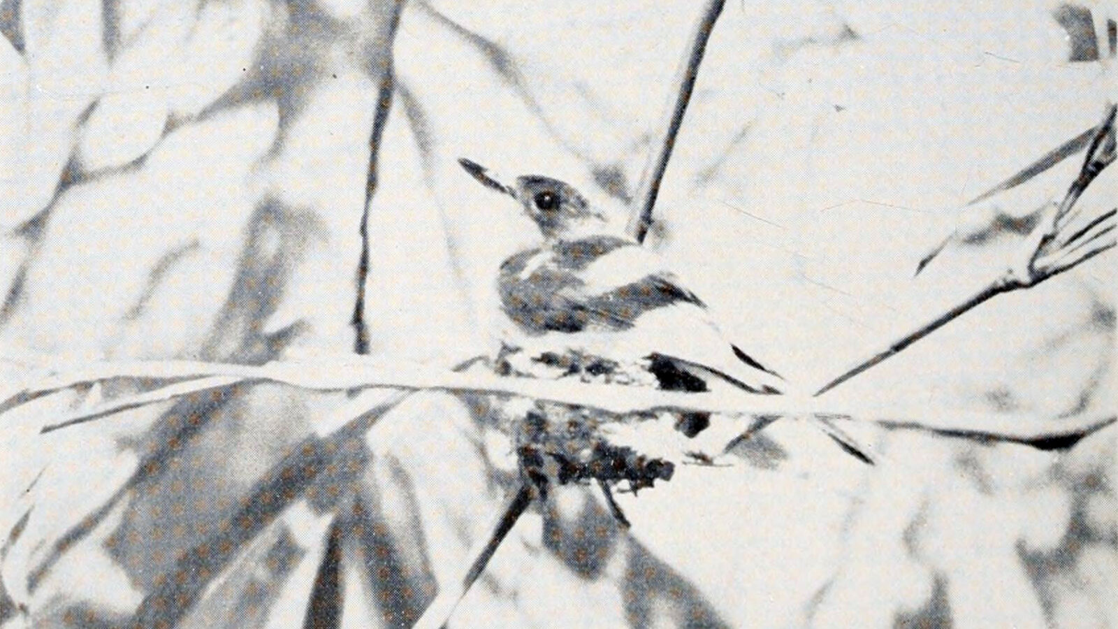 Guam Flycatcher