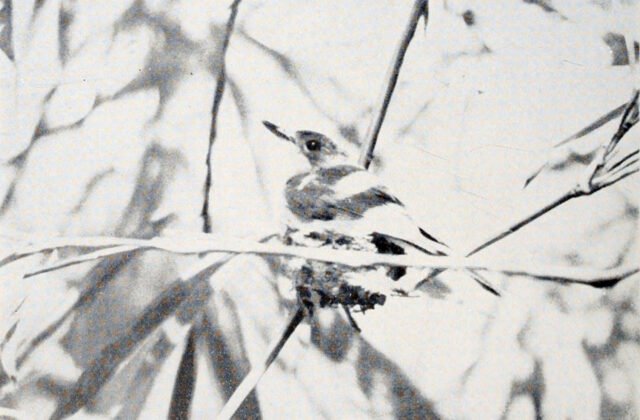 Guam Flycatcher