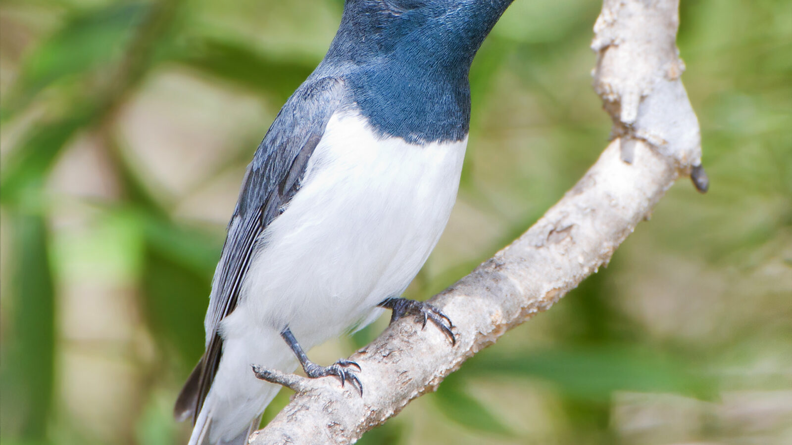 Leaden Flycatcher