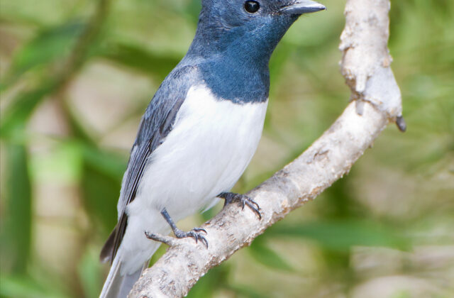 Leaden Flycatcher