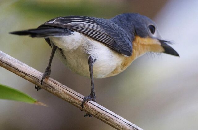 Broad-billed Flycatcher
