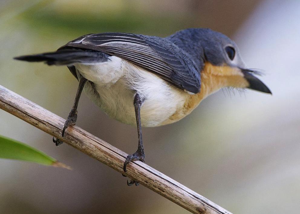 Broad-billed Flycatcher