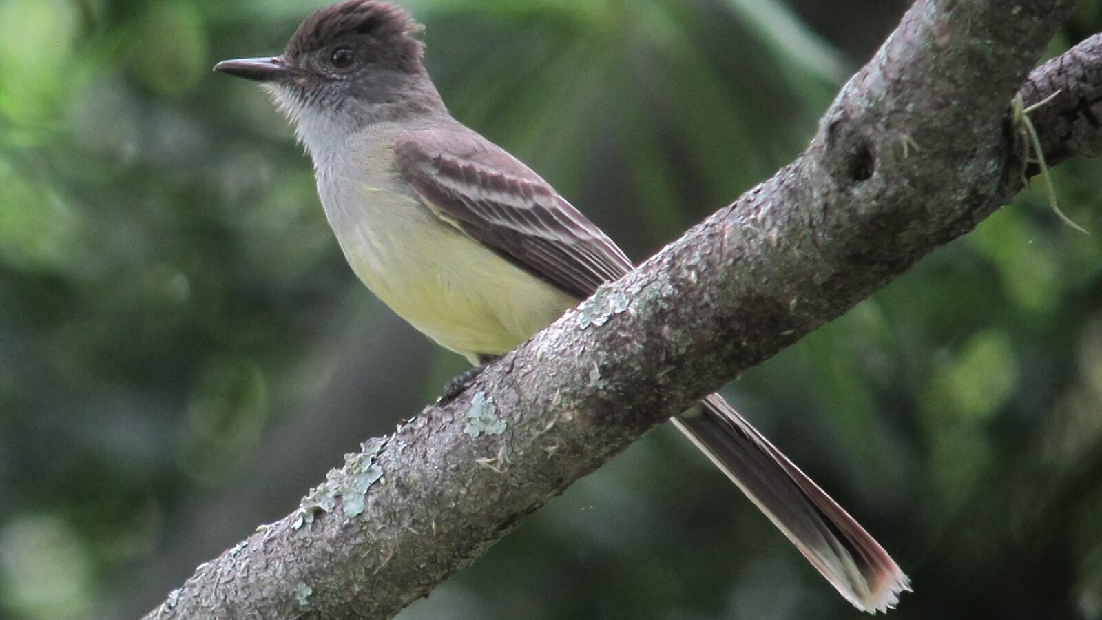 Apical Flycatcher