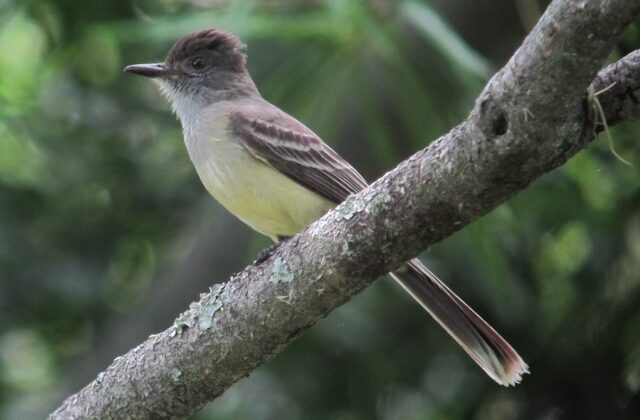 Apical Flycatcher