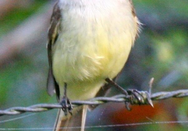 Sad Flycatcher