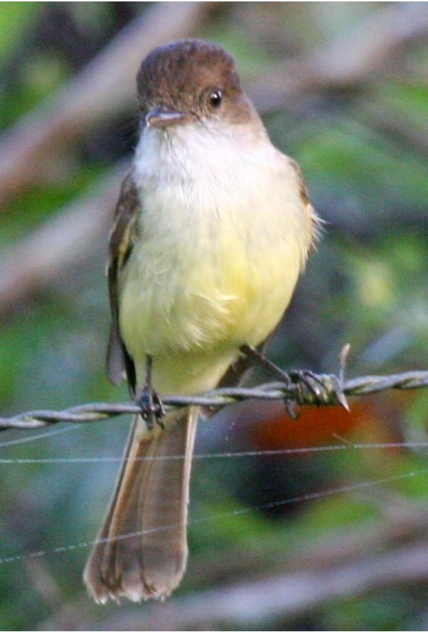 Sad Flycatcher