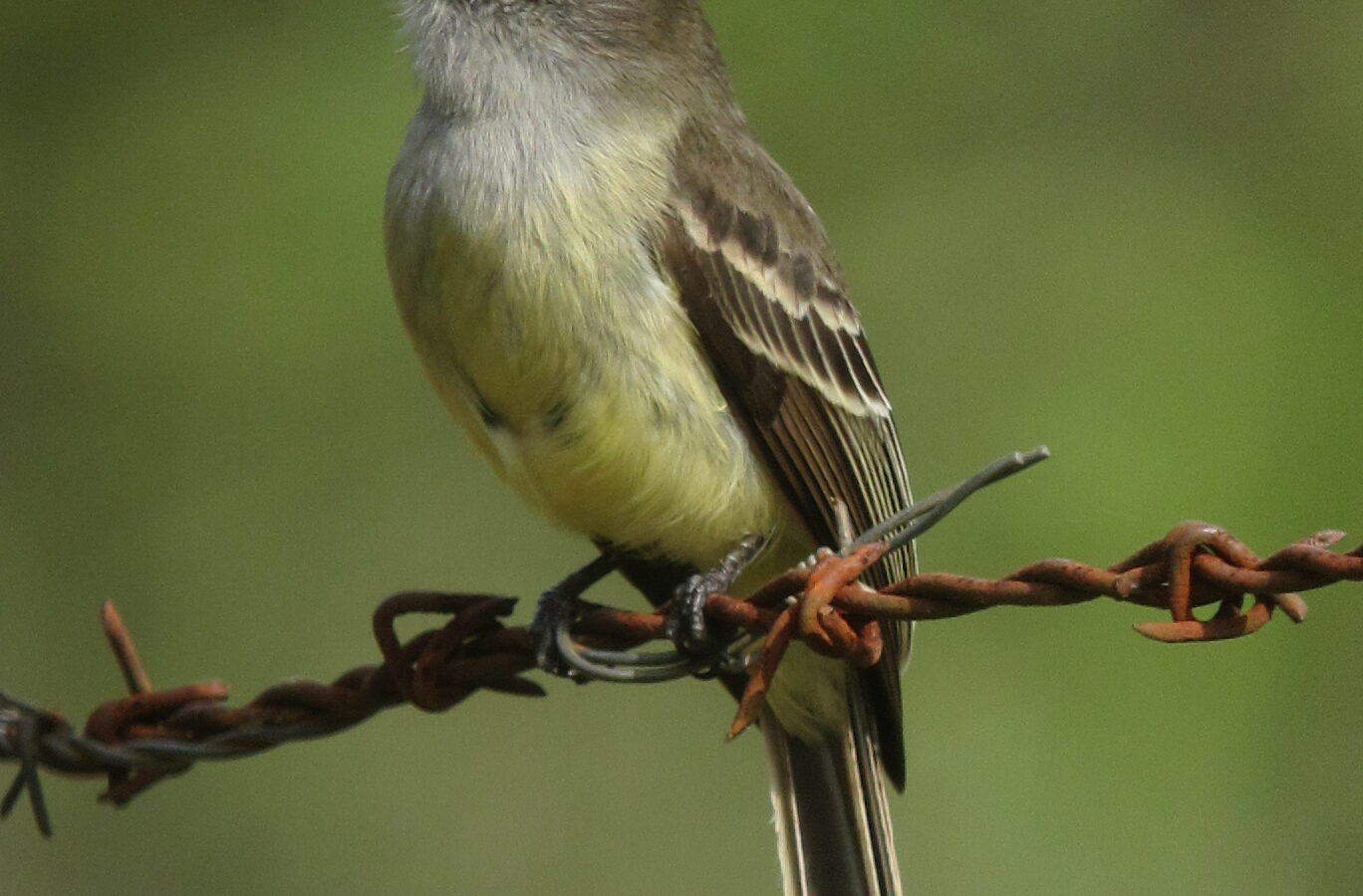 Pale-edged Flycatcher