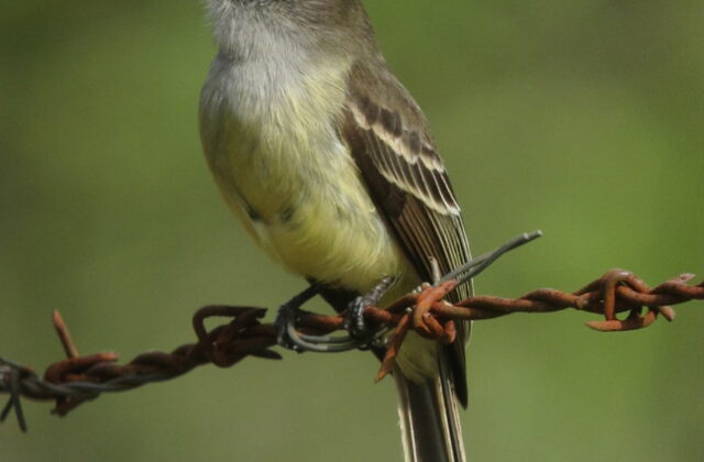 Pale-edged Flycatcher