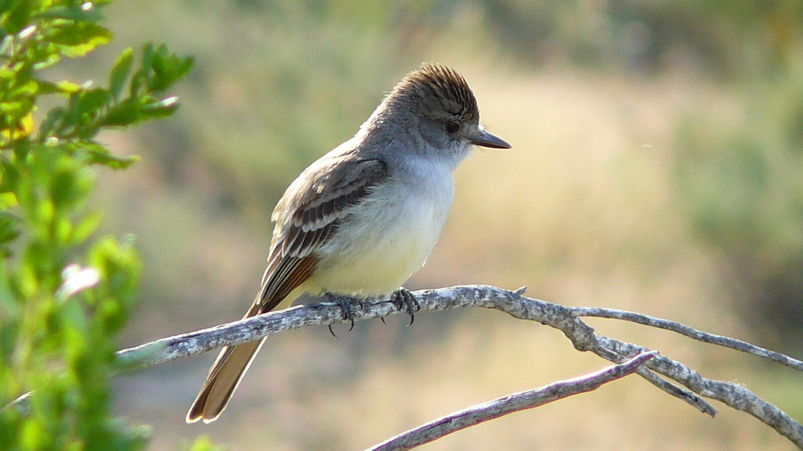 Ash-throated Flycatcher