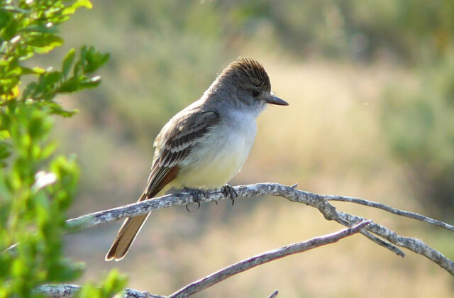 Ash-throated Flycatcher