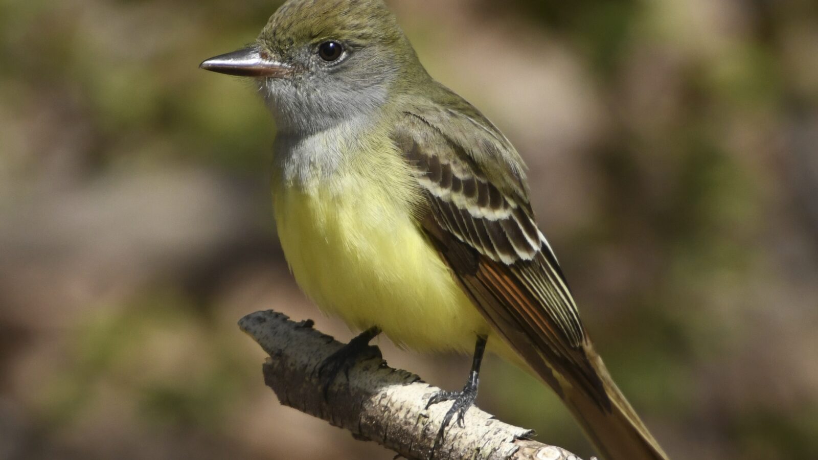 Great Crested Flycatcher