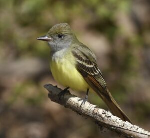 Great Crested Flycatcher