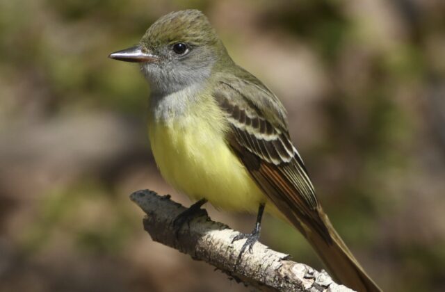 Great Crested Flycatcher