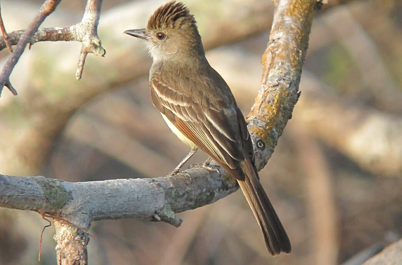 Short-crested Flycatcher