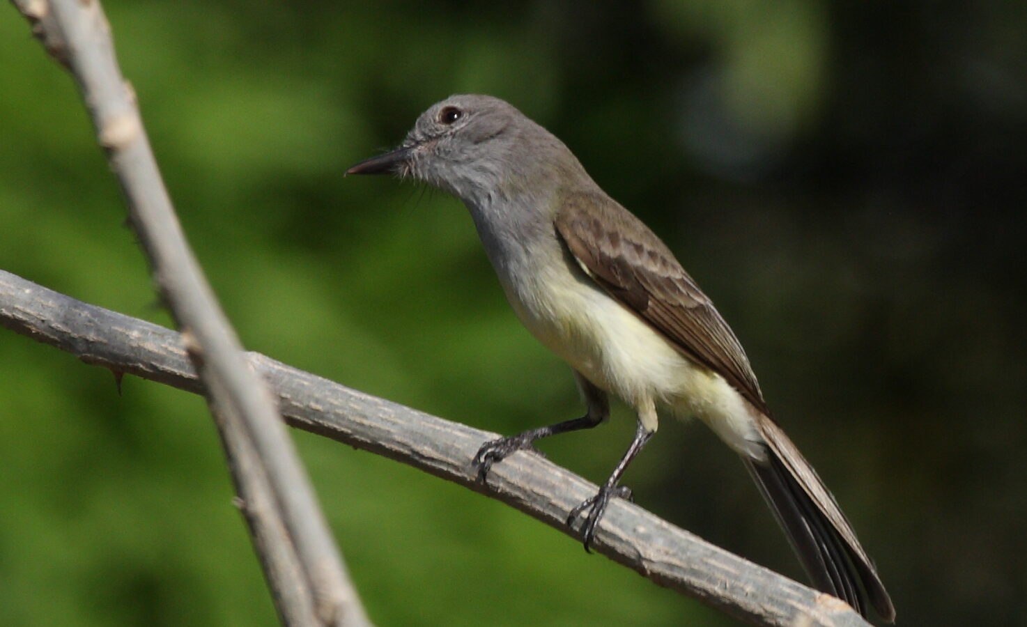 Panama Flycatcher