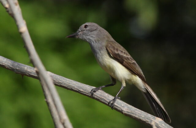 Panama Flycatcher