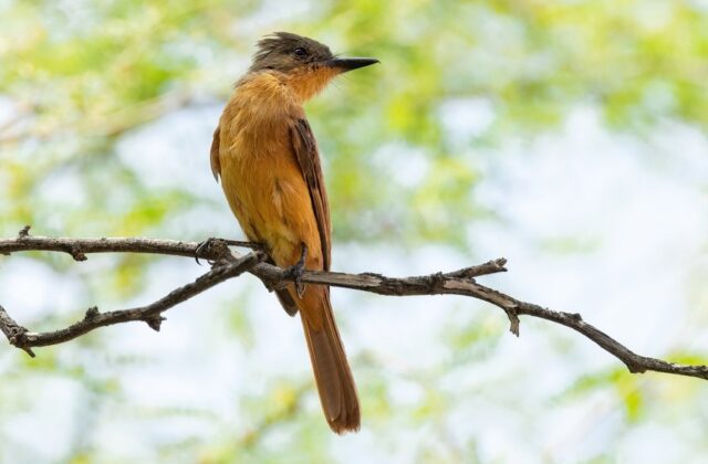 Rufous Flycatcher