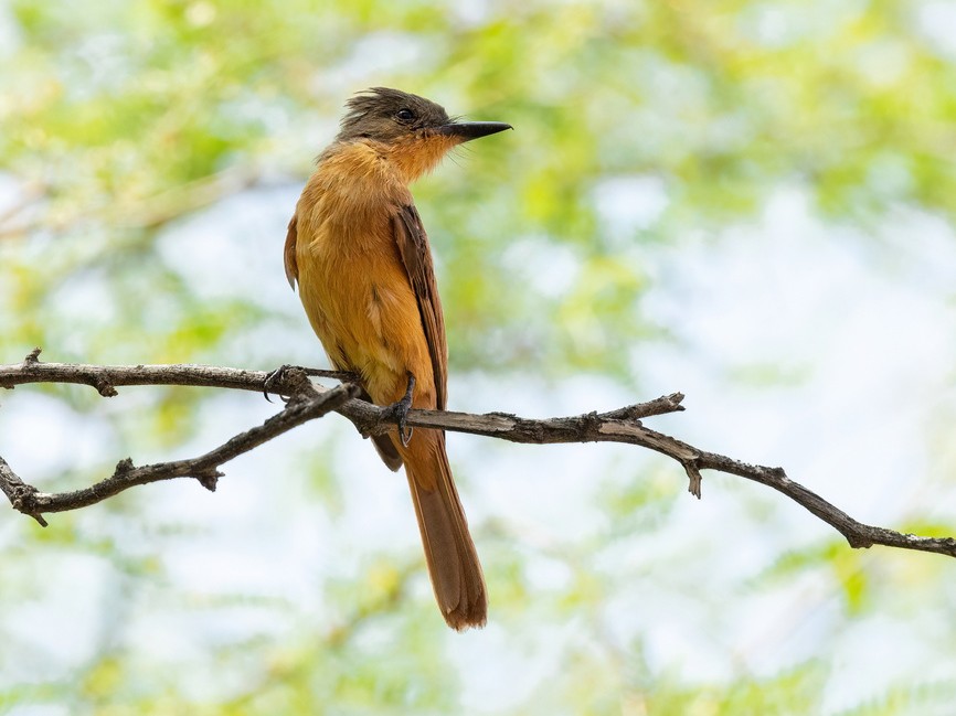 Rufous Flycatcher
