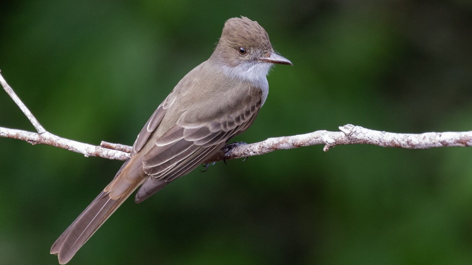 Swainson’s Flycatcher