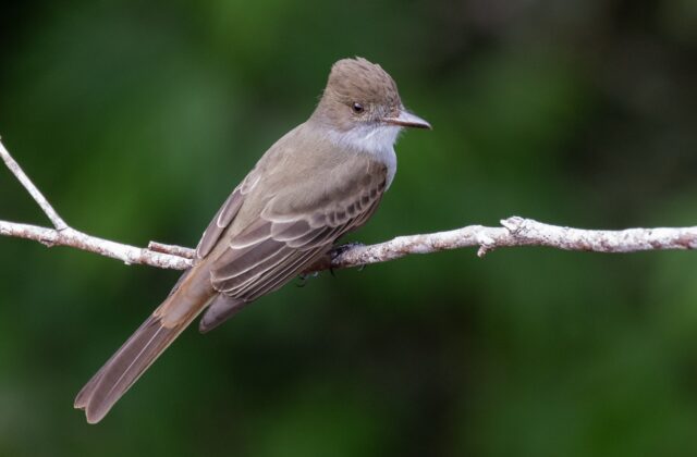 Swainson’s Flycatcher