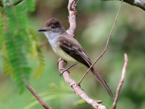 Dusky-capped Flycatcher