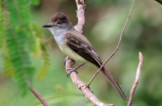 Dusky-capped Flycatcher