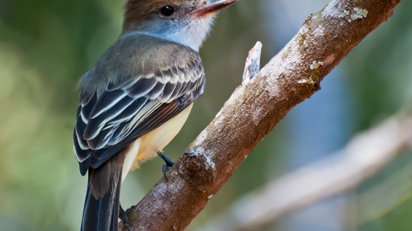 Brown-crested Flycatcher