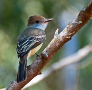 Brown-crested Flycatcher