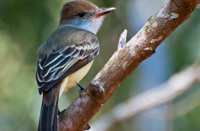 Brown-crested Flycatcher