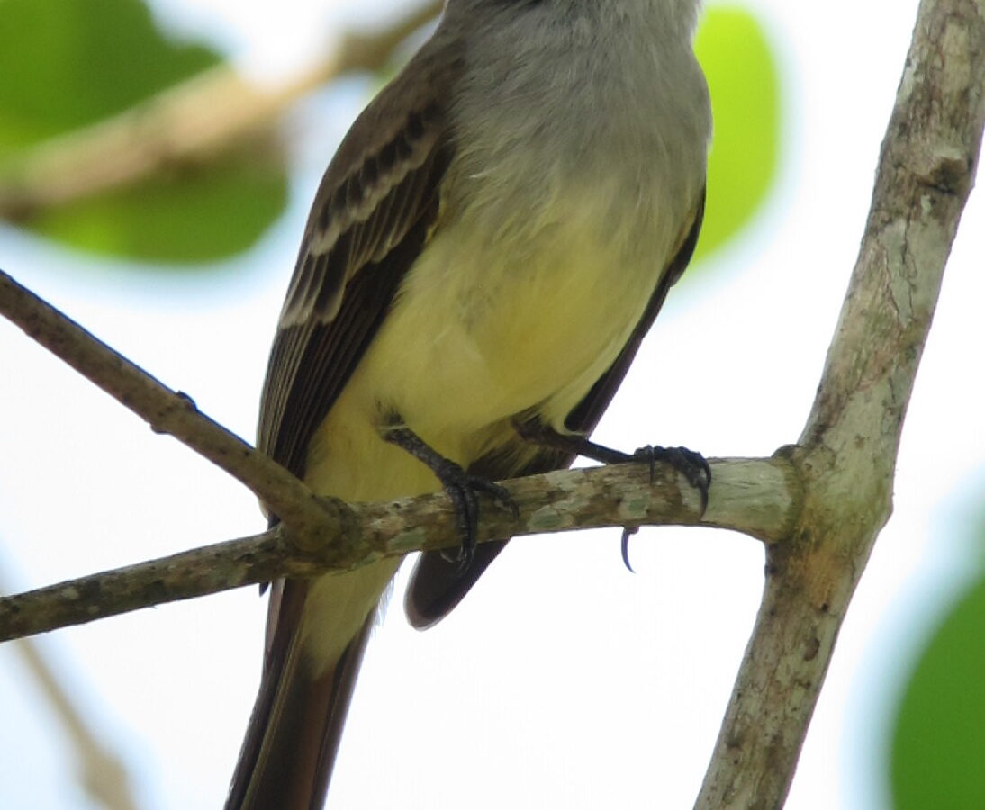 Venezuelan Flycatcher