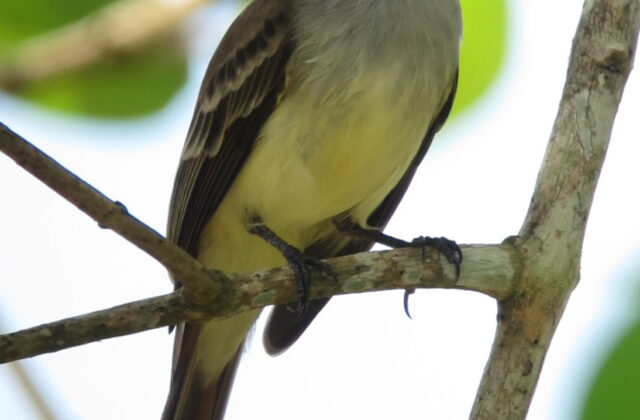 Venezuelan Flycatcher