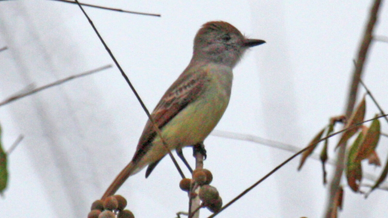 Yucatan Flycatcher