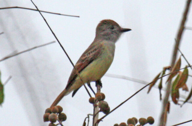 Yucatan Flycatcher