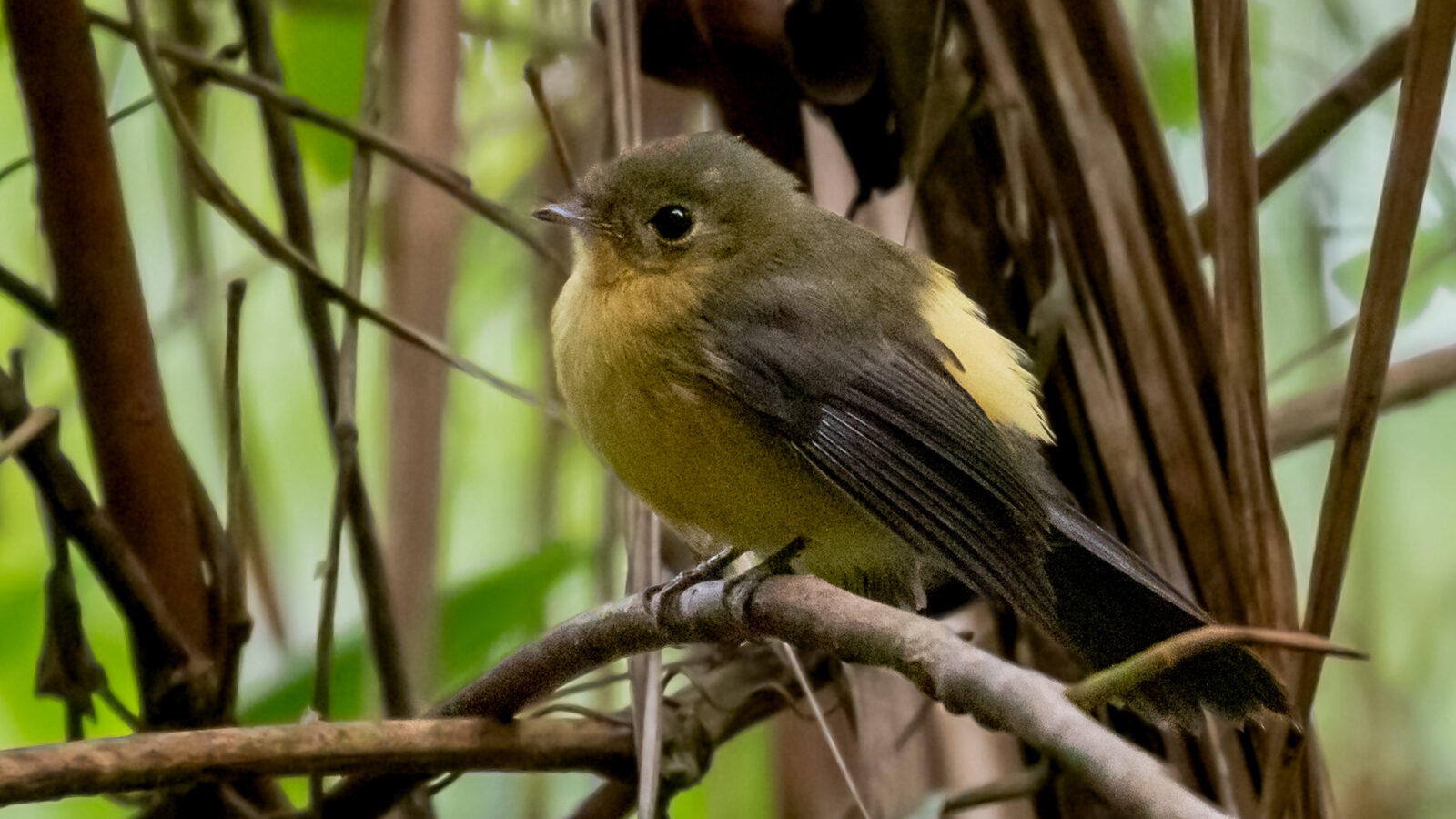 Black-tailed Myiobius