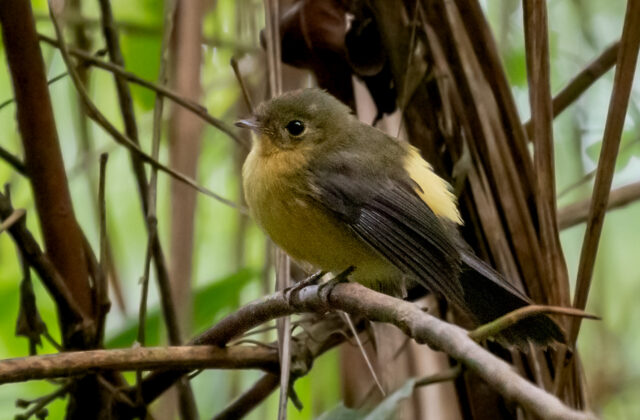 Black-tailed Myiobius