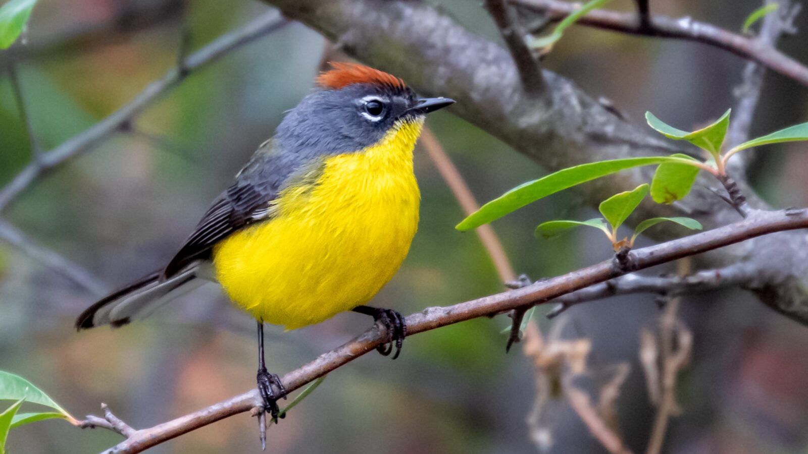 Brown-capped Whitestart