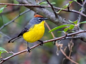 Brown-capped Whitestart