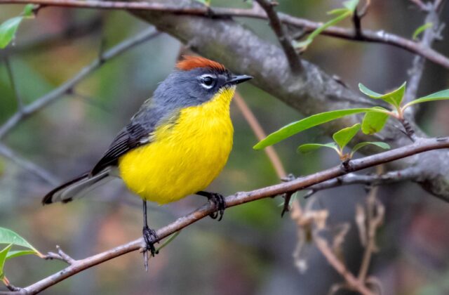 Brown-capped Whitestart