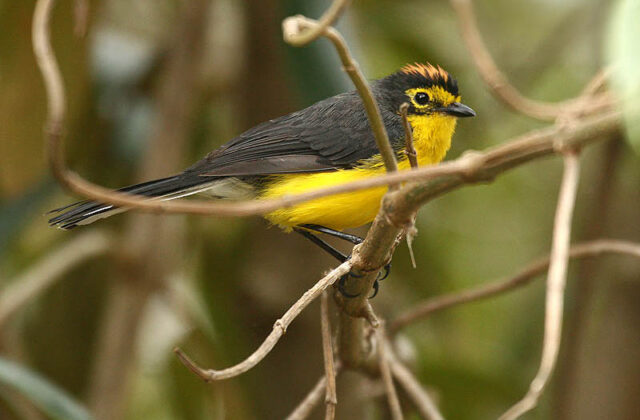 Spectacled Whitestart