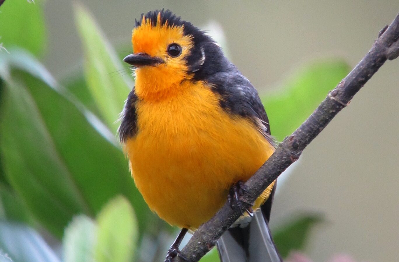 Golden-fronted Whitestart