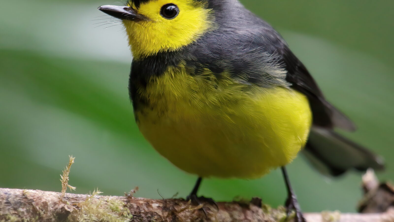 Collared Whitestart